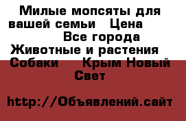 Милые мопсяты для вашей семьи › Цена ­ 20 000 - Все города Животные и растения » Собаки   . Крым,Новый Свет